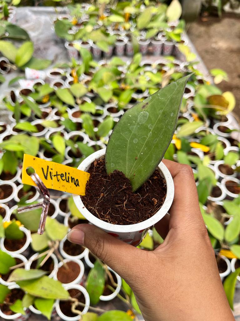 Hoya Vittelina (Hoya vittelina) live botanical specimen