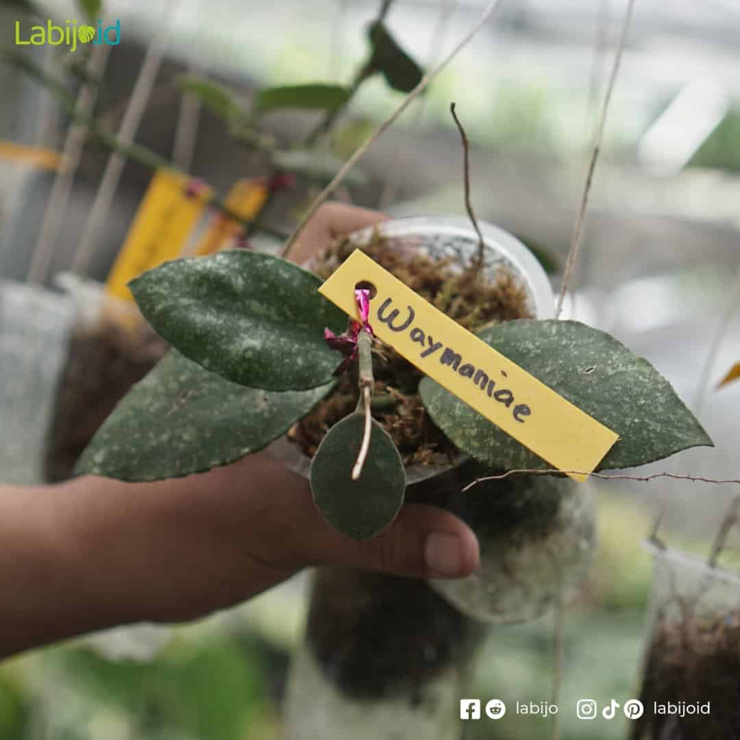 Hoya Waymaniae (Hoya waymaniae) live botanical specimen