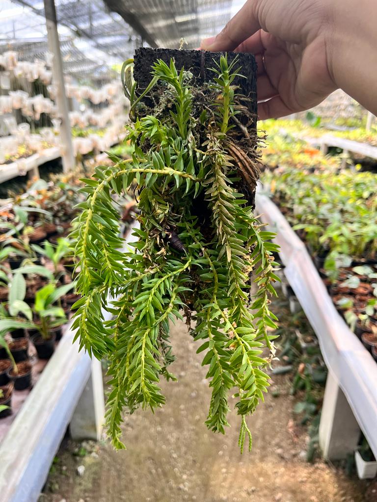 Huperzia Phlegmaria