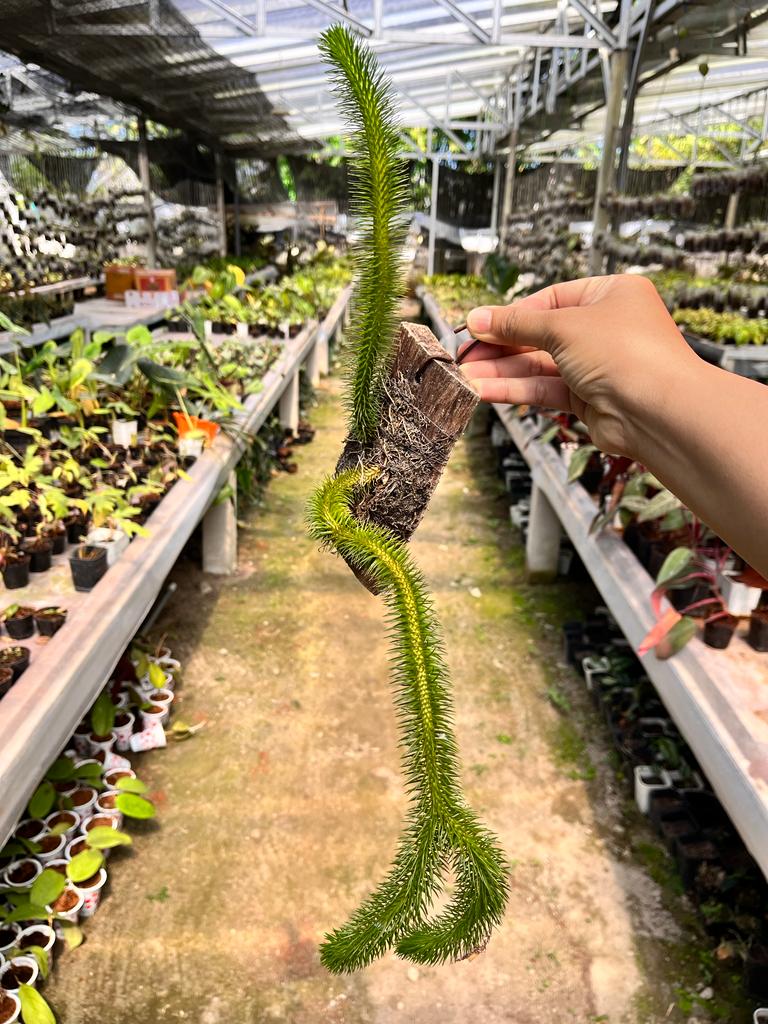 Huperzia Squarossa (Huperzia squarossa) live botanical specimen