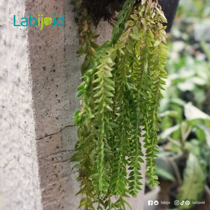 Huperzias (Huperzias sp.) live botanical specimen