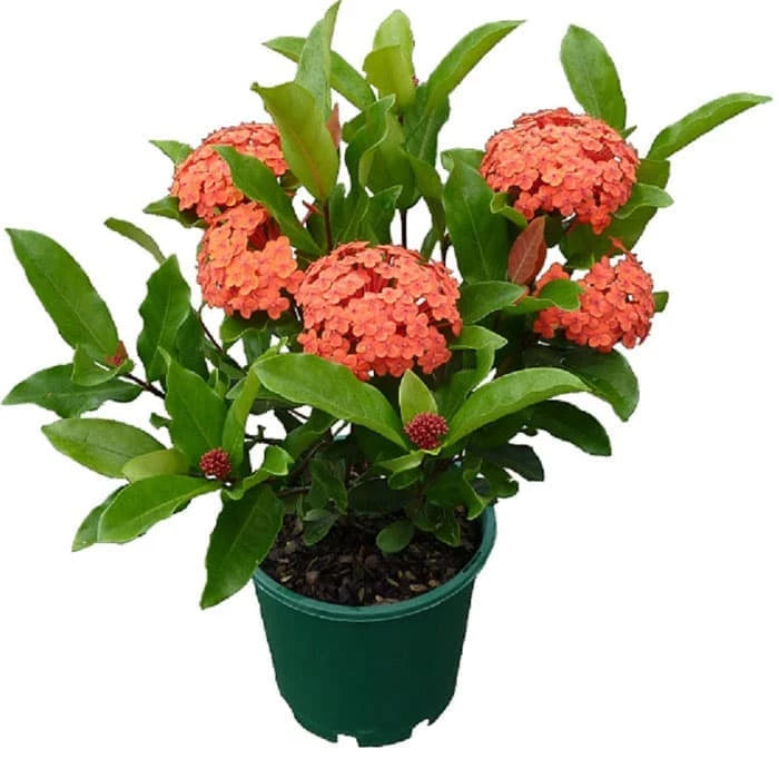 Ixora Orange Flower 20 30Cm