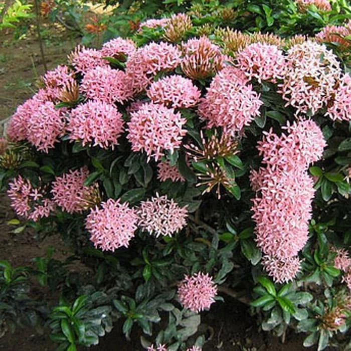 Ixora Pink Flower 20 30Cm