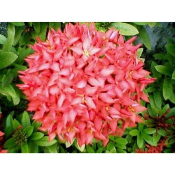 Ixora Redflower 20 30Cm