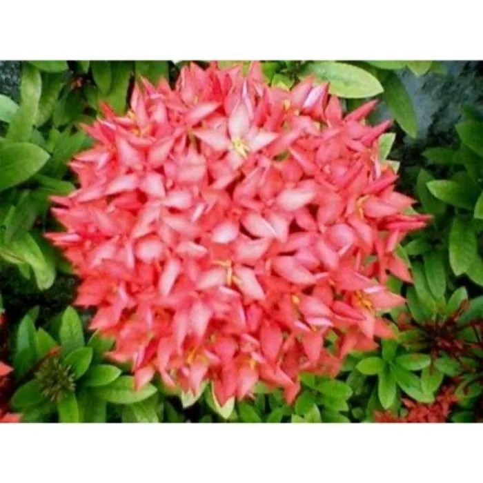 Ixora Redflower 20 30Cm