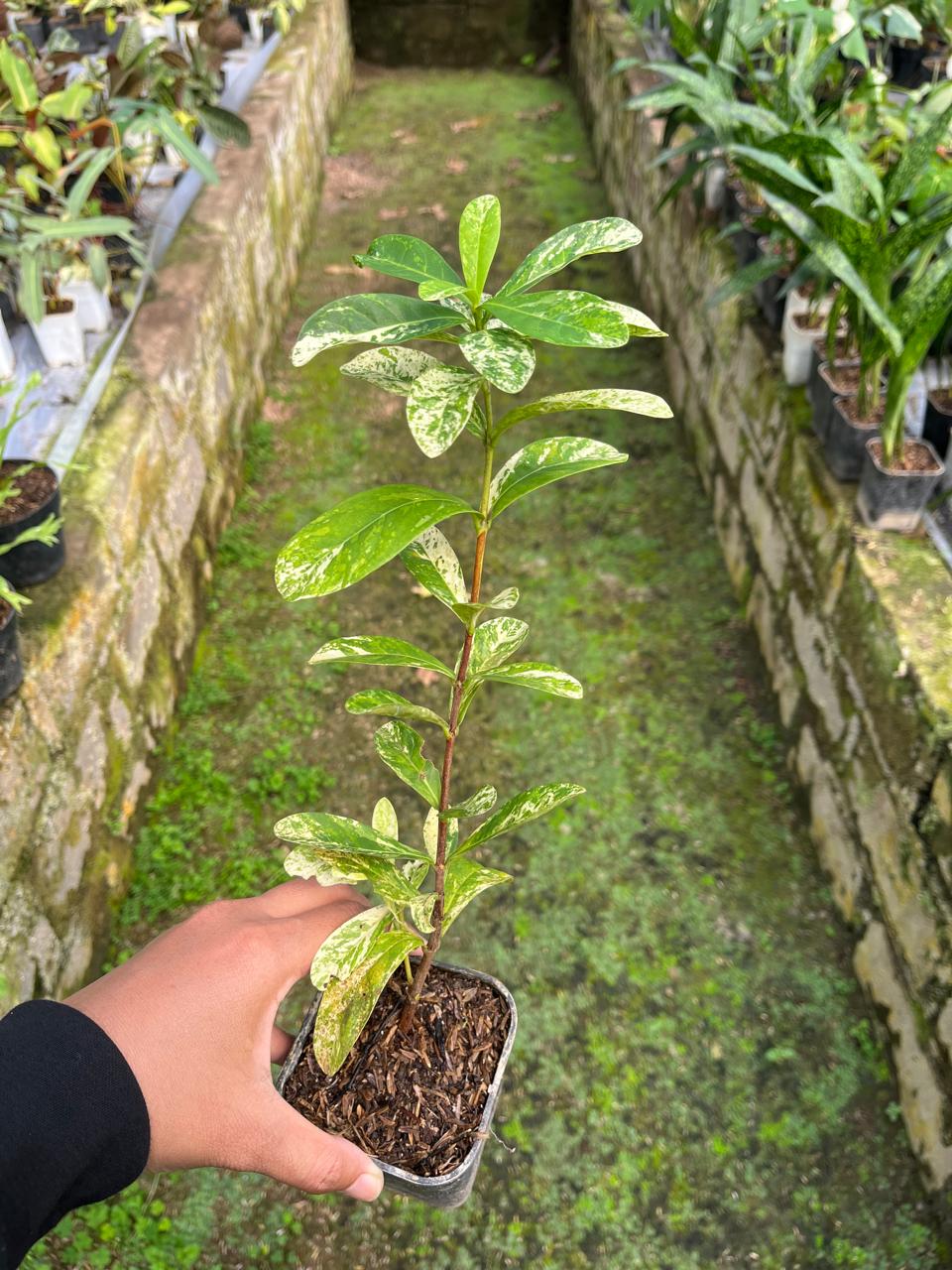 Ixora Thai Snow (Ixora thai) live botanical specimen