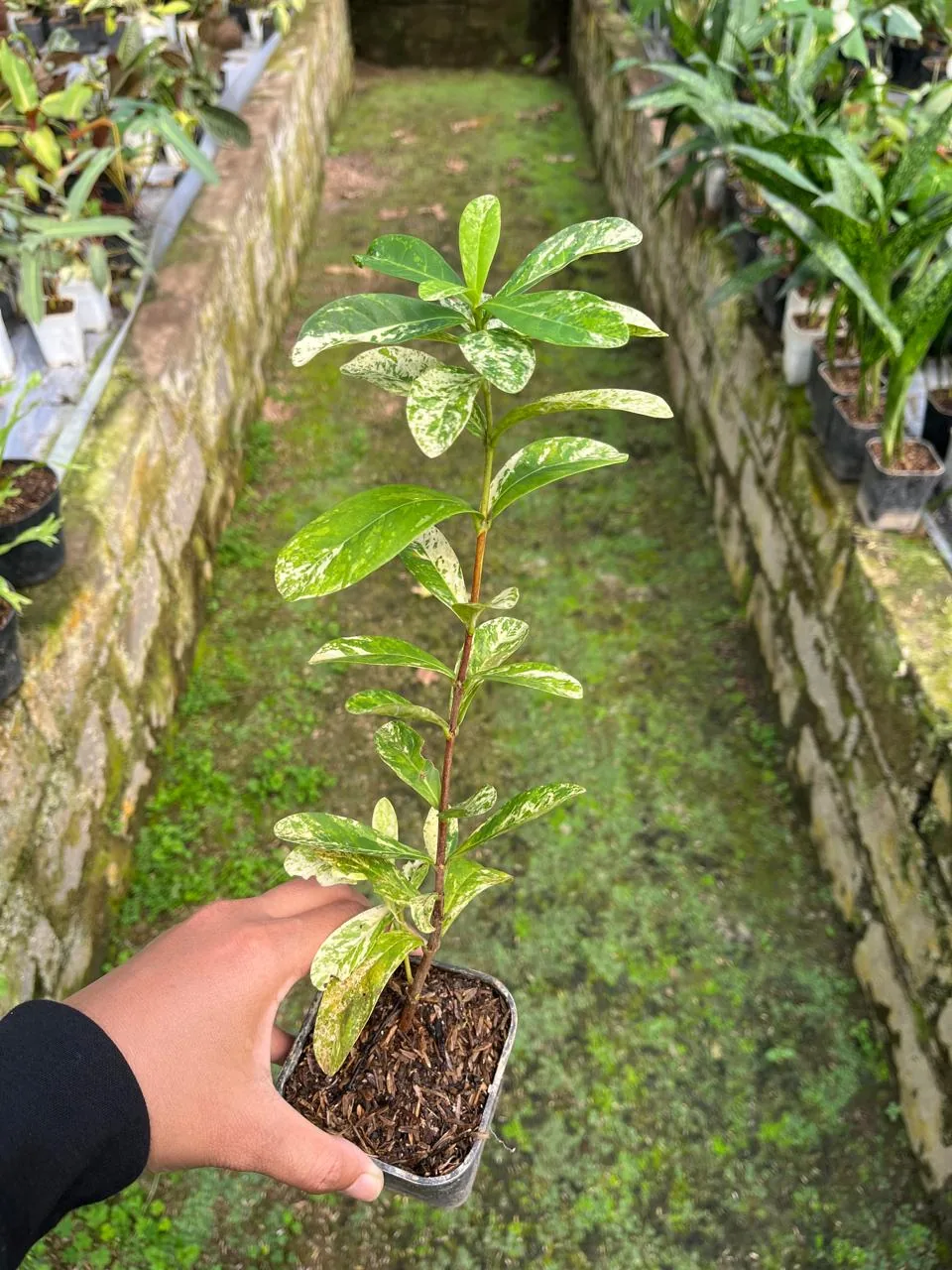 Ixora Thai Snow