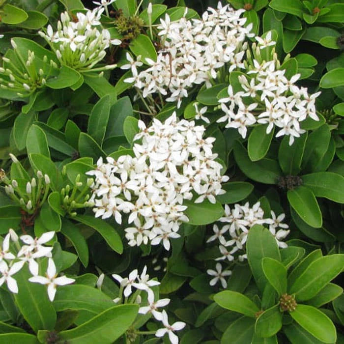 Ixora White Flower 20 30Cm