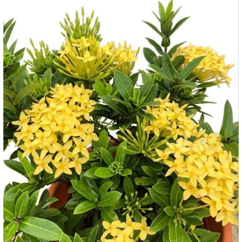 Ixora Yellow Flower 20 30Cm