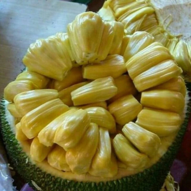 Jackfruit Madu (Jackfruit madu) live botanical specimen