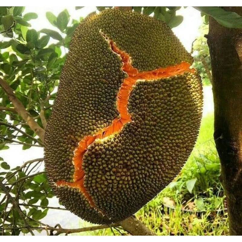 Jackfruit Merah