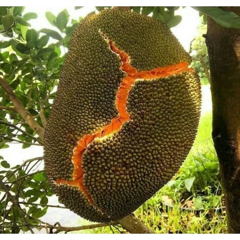Jackfruit Merah