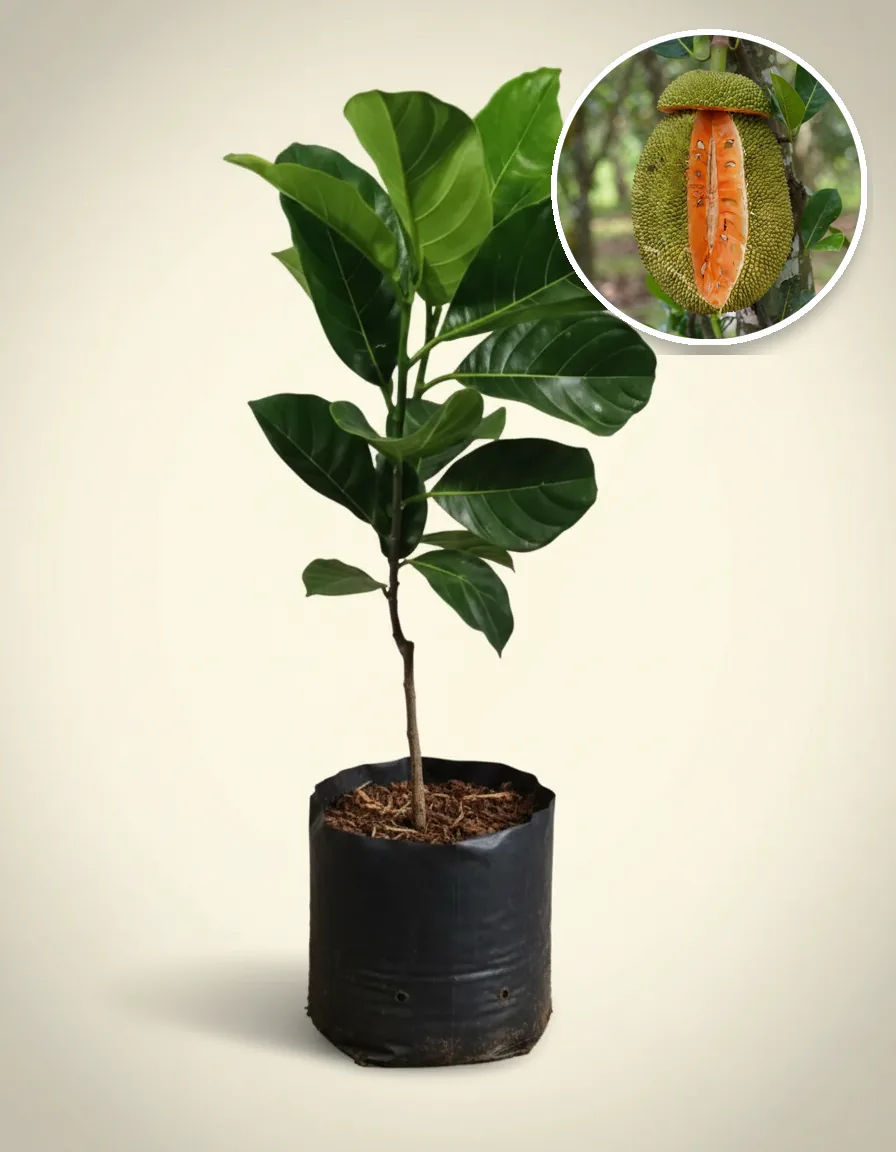 Jackfruit Red