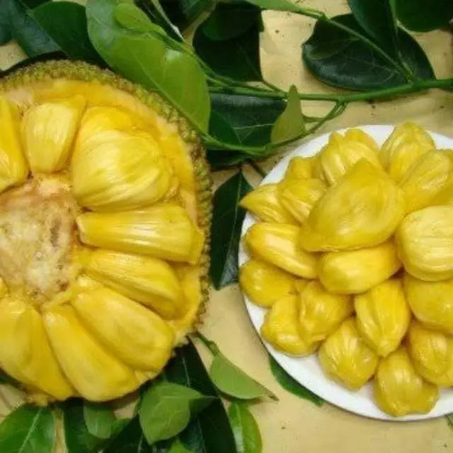 Jackfruit Salak