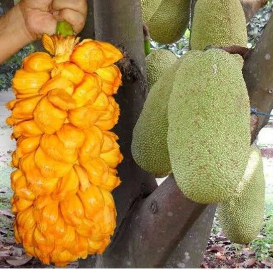 Jackfruit X Artocarpus Integer (Jackfruit × artocarpus 'Integer') live botanical specimen