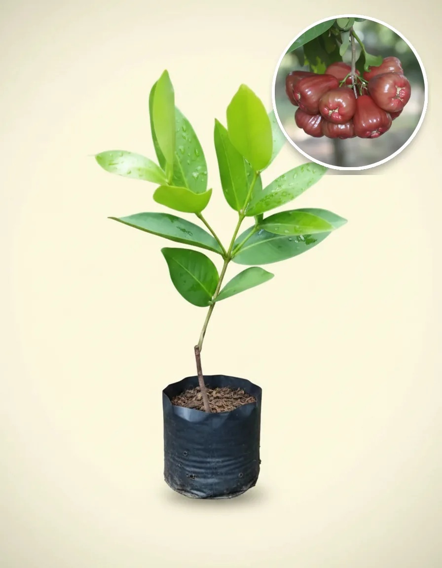 Jambos Bajang Leang 3 (Jambos bajang) live botanical specimen