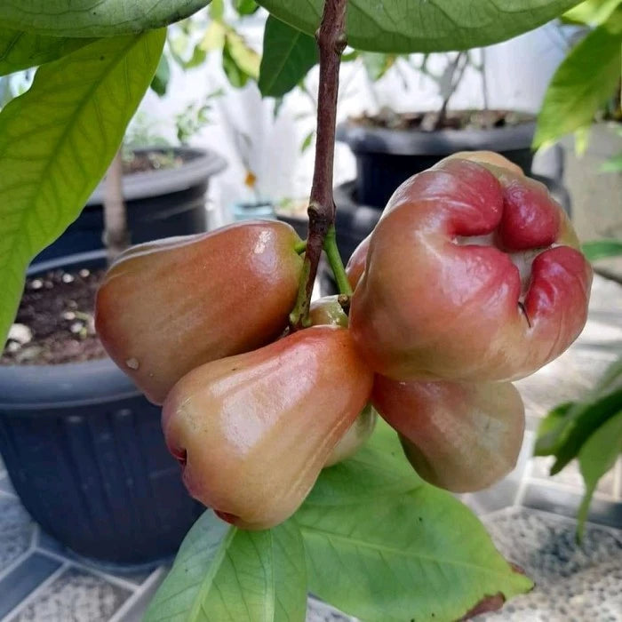 Jambos Bajang Leang (Jambos bajang) live botanical specimen