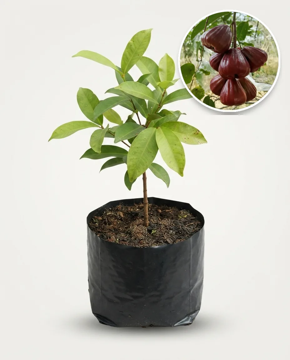 Jambos Dalhari 2 (Jambos dalhari) live botanical specimen