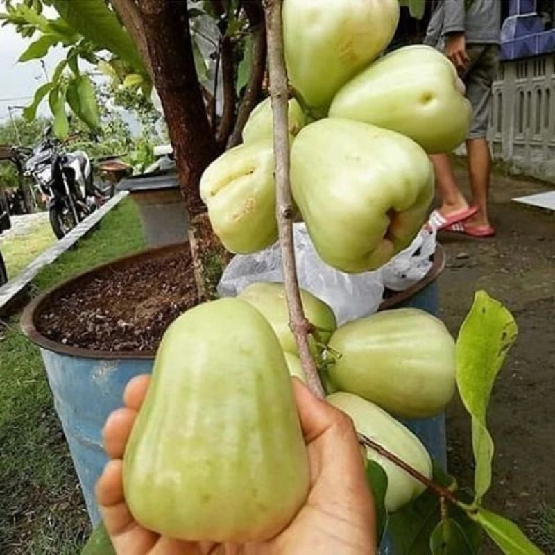 Jambos Dalhari (Jambos dalhari) live botanical specimen