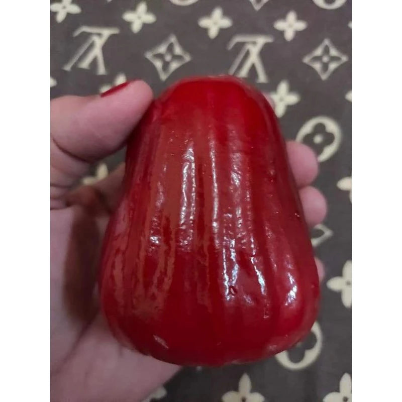Jambos Giant Apple (Jambos giant) live botanical specimen
