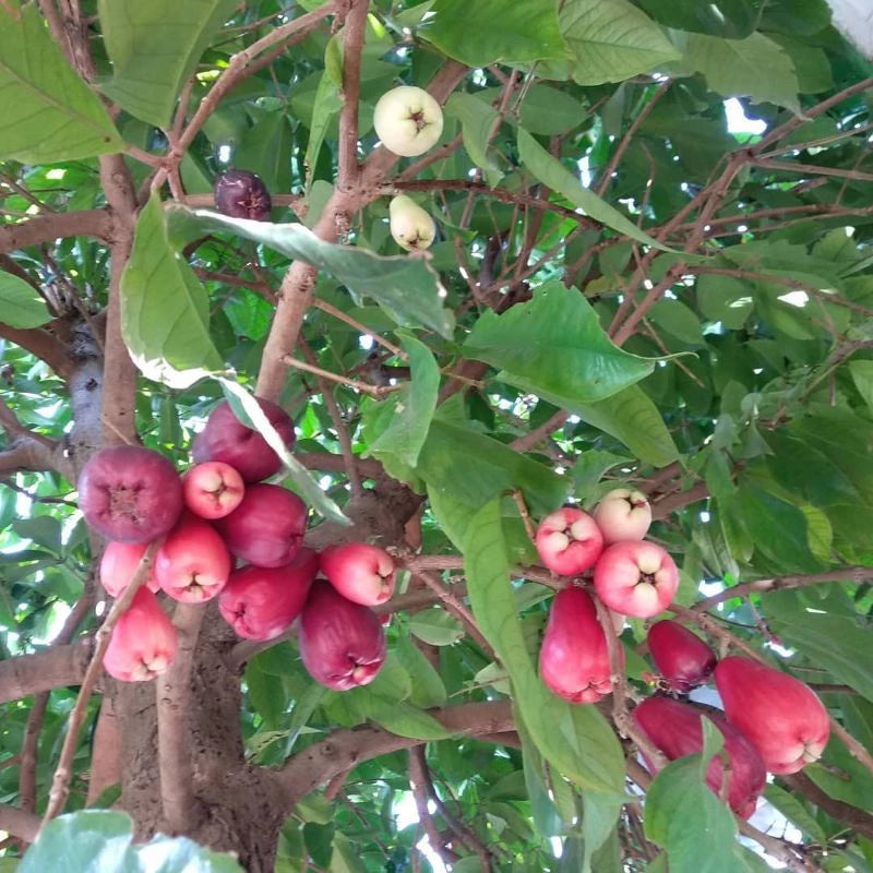 Jambos Jamaika (Jambos jamaika) live botanical specimen