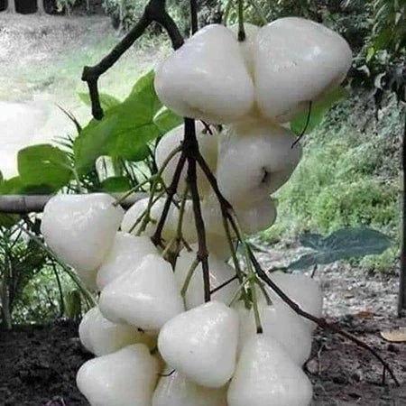 Jambos Kancing Putih (Jambos kancing) live botanical specimen