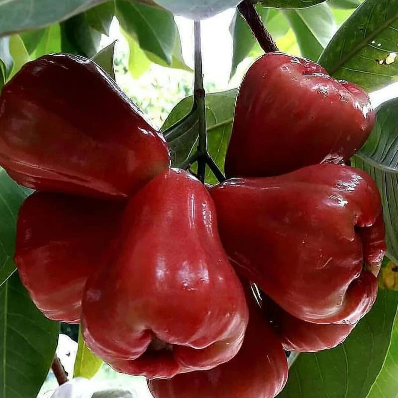 Jambos King Citra (Jambos king) live botanical specimen