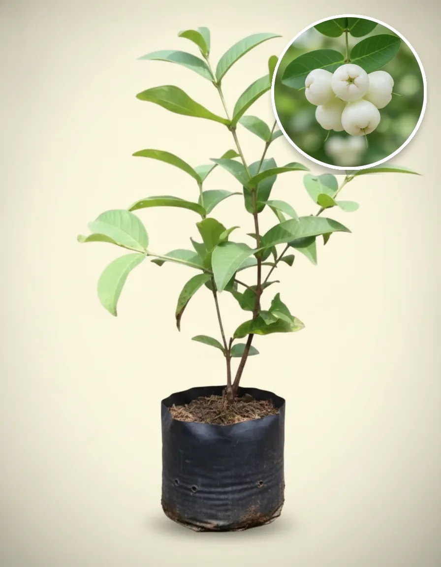 Jambos Mini White — Export Grade A+ from Java & Sumatra, Indonesia