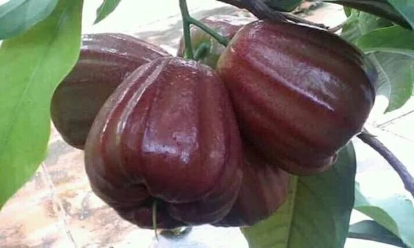 Jambos Mutiara Hitam (Jambos mutiara) live botanical specimen