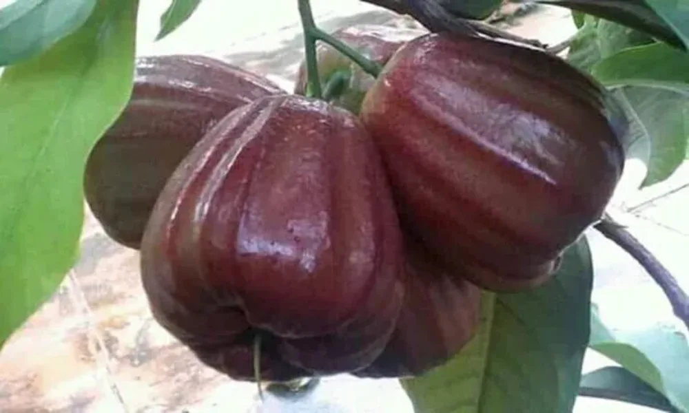 Jambos Mutiara Hitam