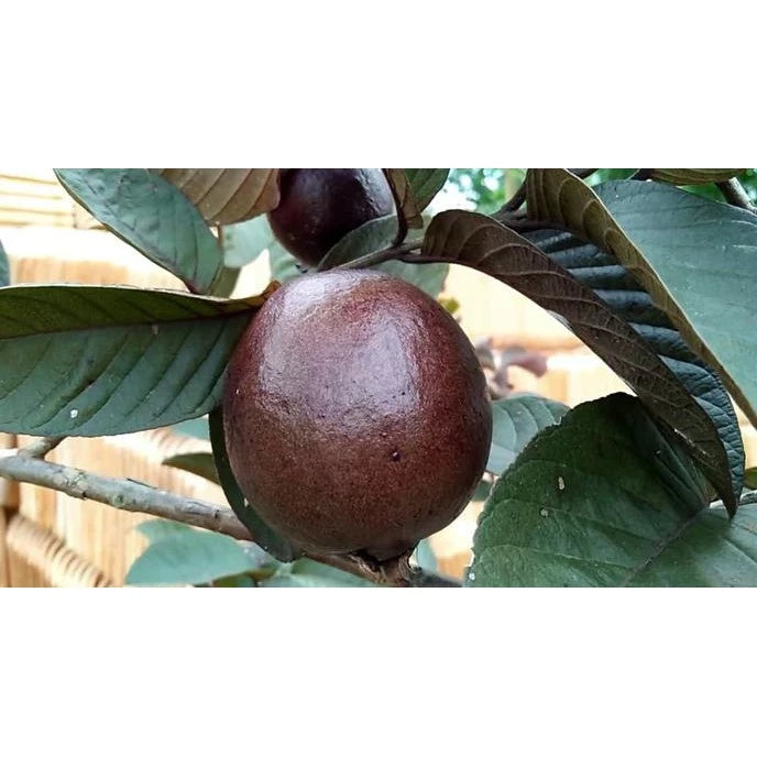 Jambos Red Australia (Jambos red) live botanical specimen