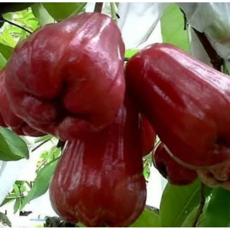 Jambos Red Honey (Jambos red) live botanical specimen