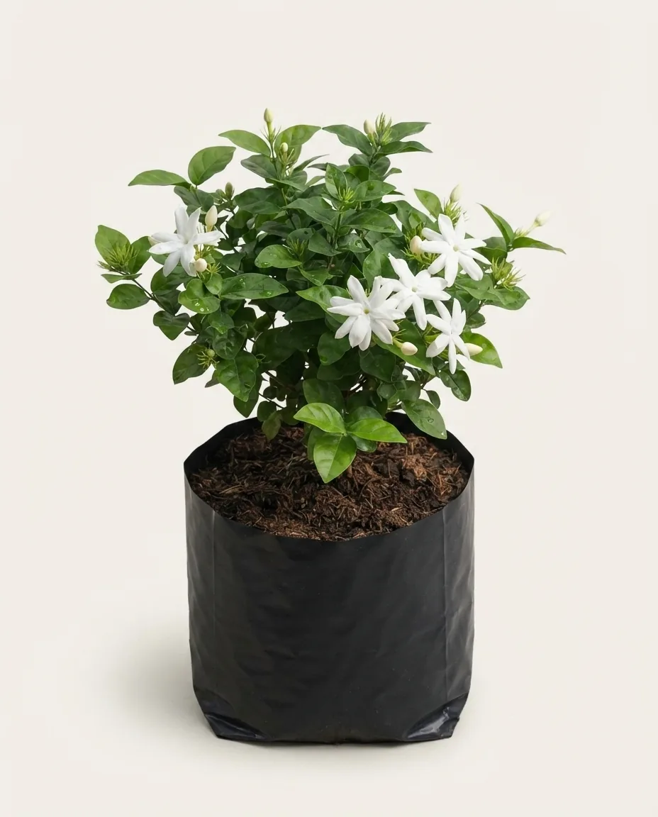 Jasminum Nitidum (Jasminum nitidum) live botanical specimen
