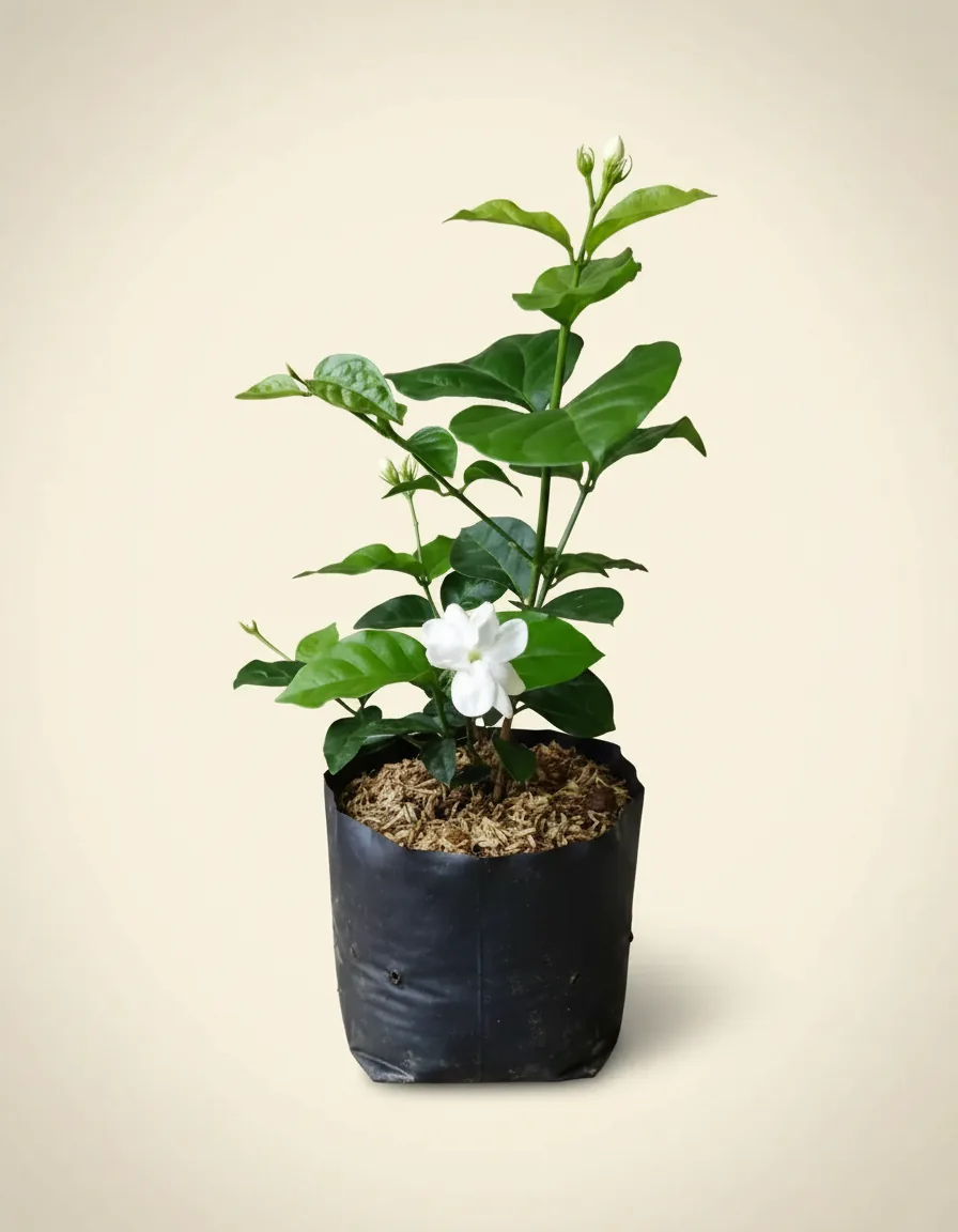 Jasminum Officinale