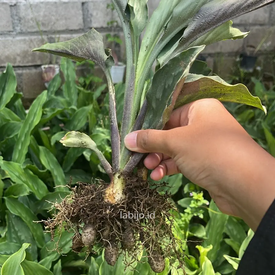 Kaempferia Rotunda (Kaempferia rotunda) live botanical specimen