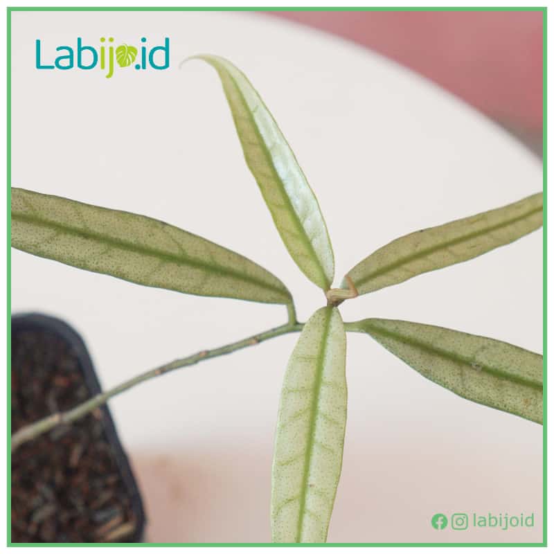 Labisia Narrow Leaves
