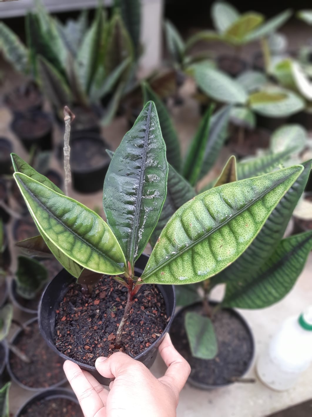 Labisia Rabbit Ear