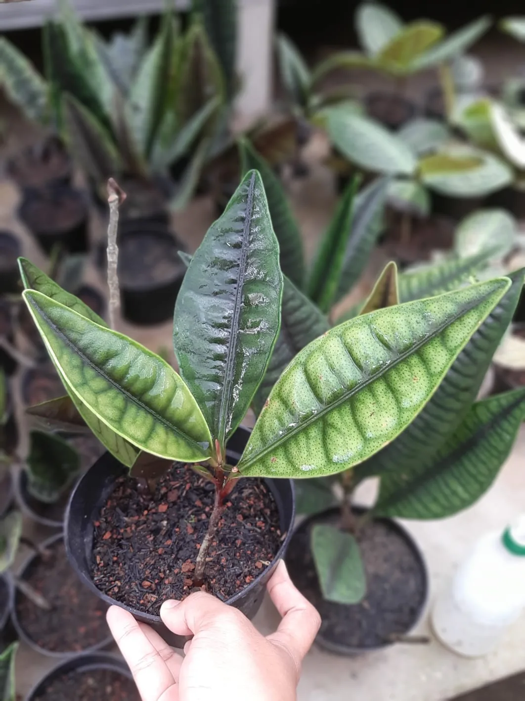 Labisia Rabbit Ear
