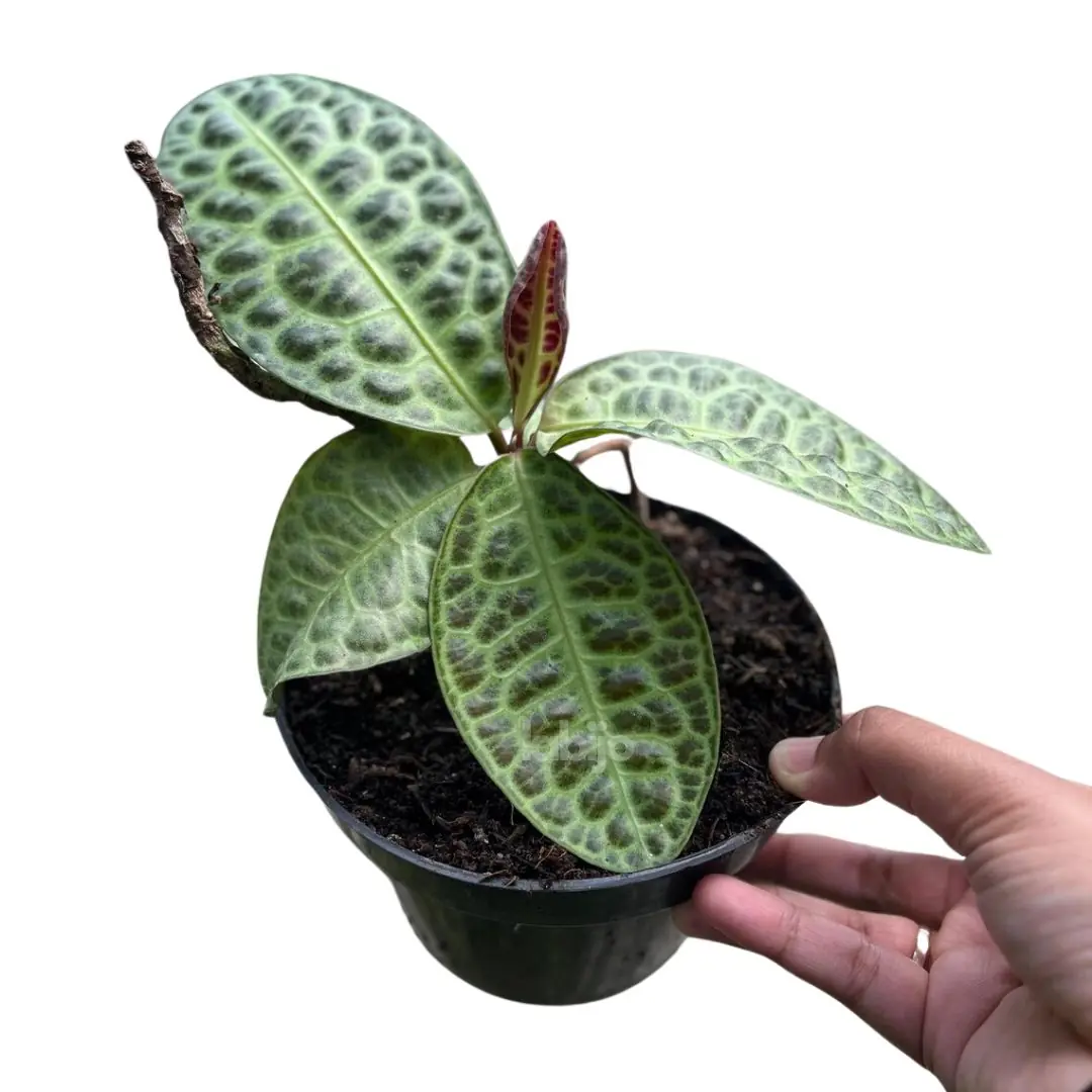 Labisia Turtle Back (Labisia turtle) live botanical specimen