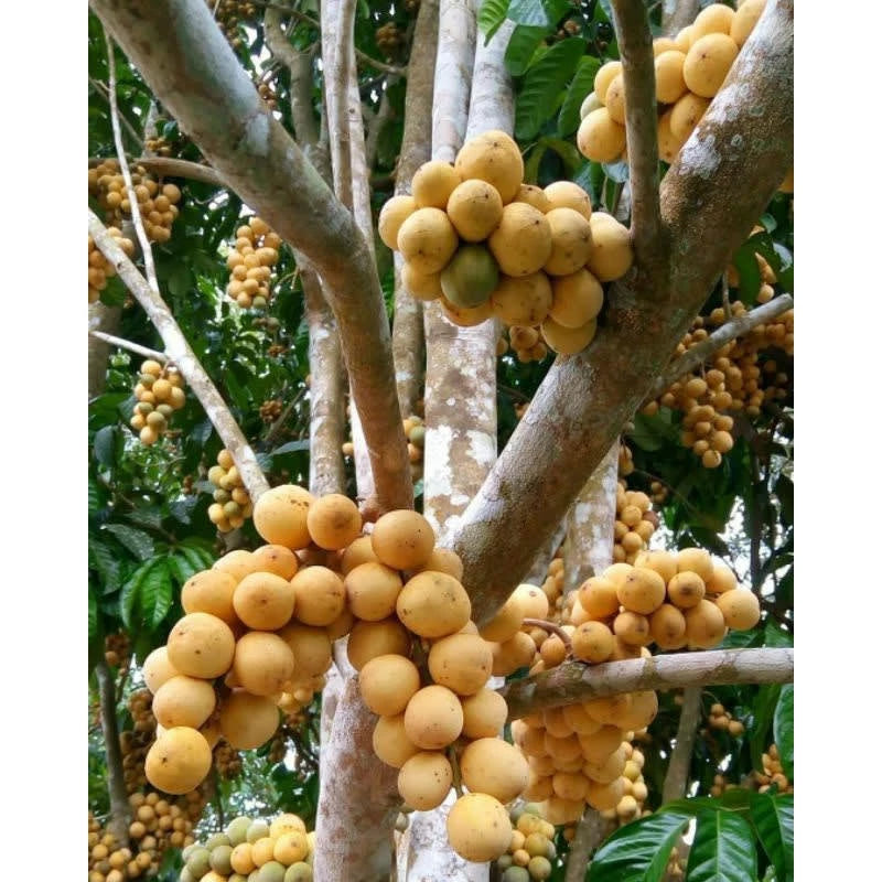 Lansium Malaysia