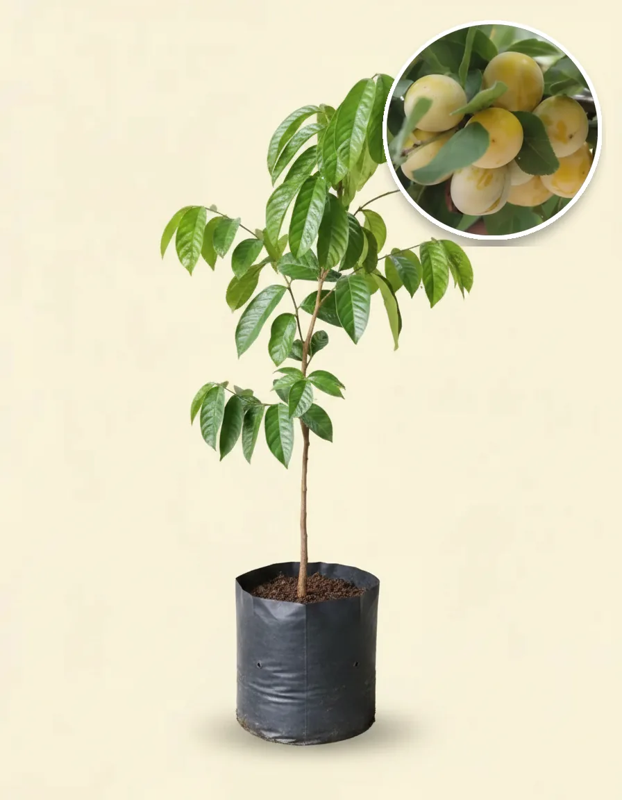 Lansium Seedless (Lansium seedless) live botanical specimen