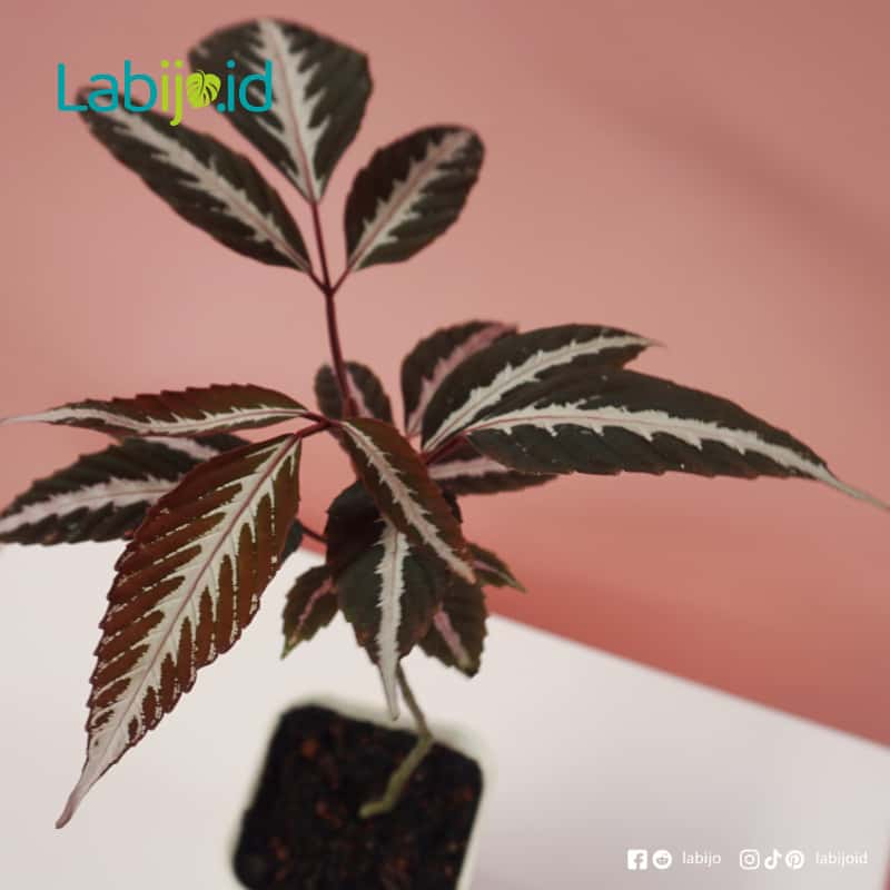Leea Amabilis (Leea amabilis) live botanical specimen