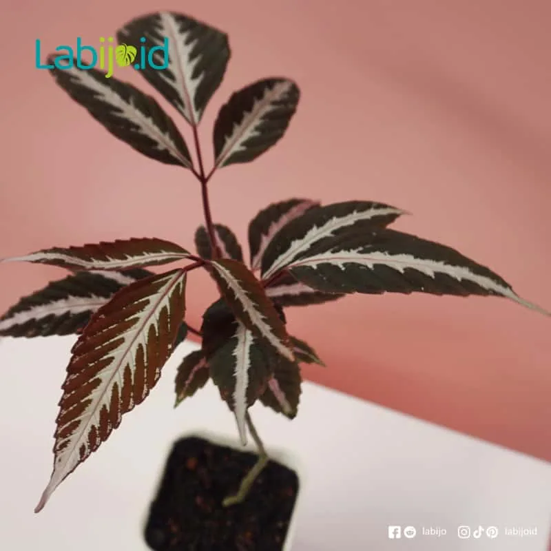 Leea Amabilis