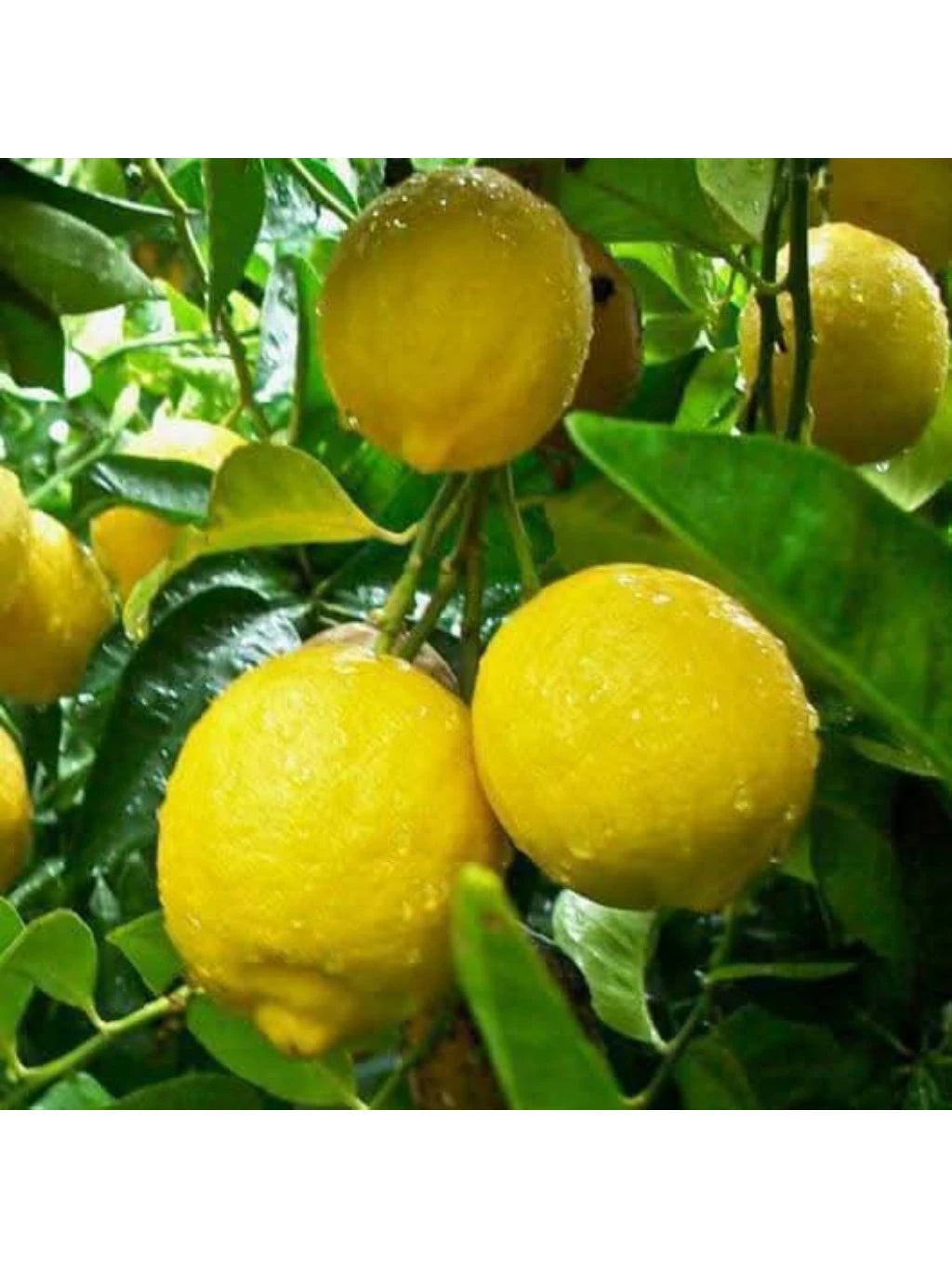 Lemon California