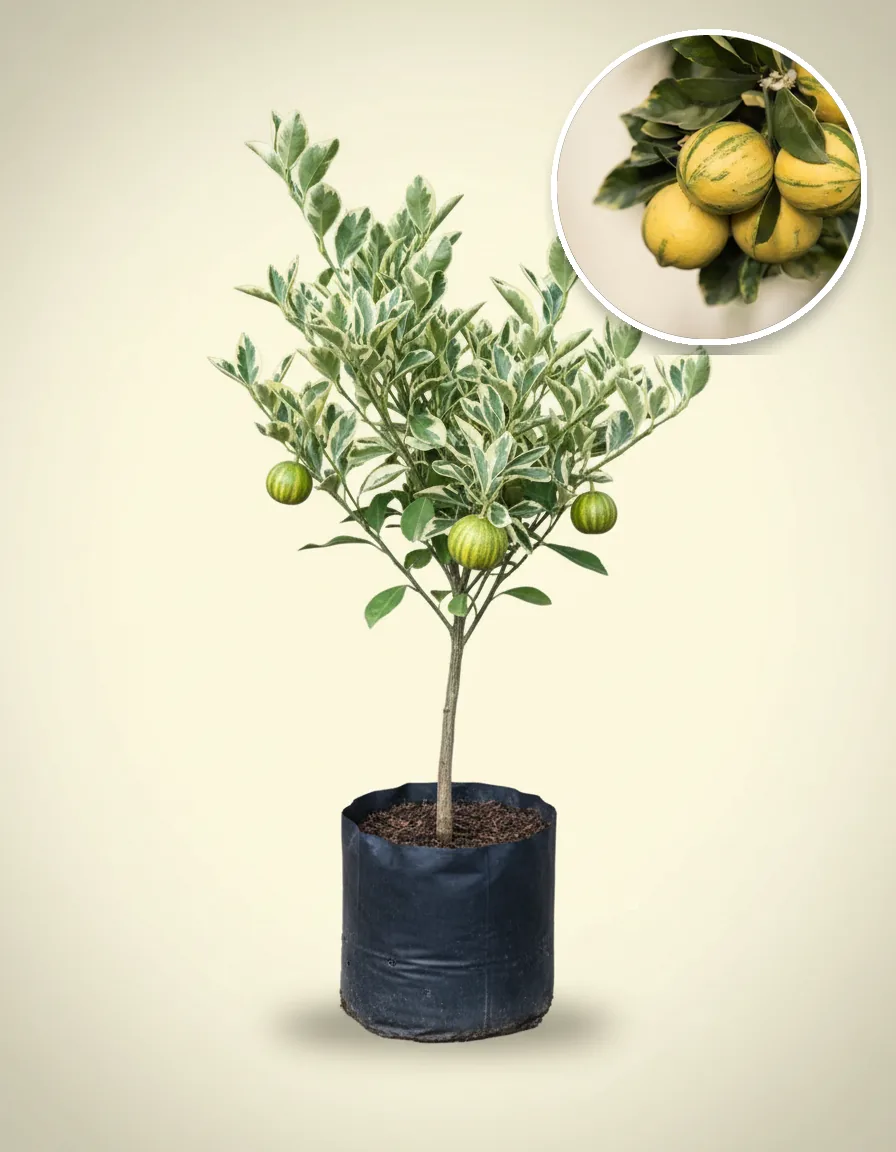 Lemon Variegated (Lemon variegated) live botanical specimen