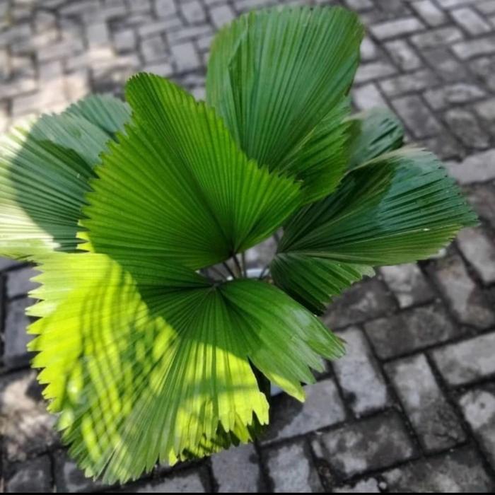 Licuala Cordata