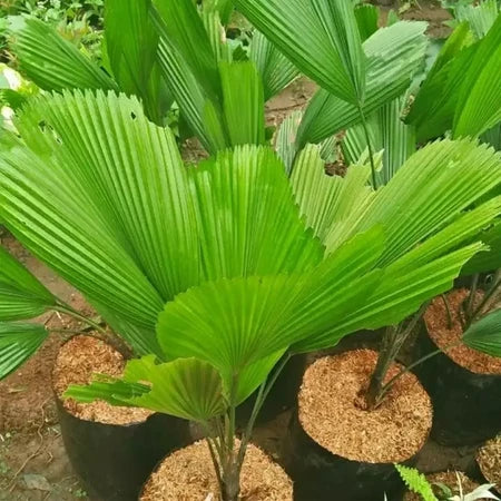 Licuala Grandis Monster
