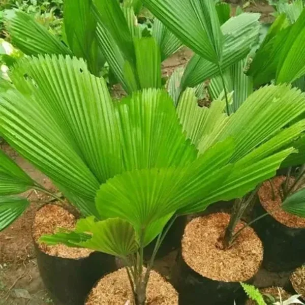 Licuala Grandis Monster (Exotic Palms & Cycads) export specimen
