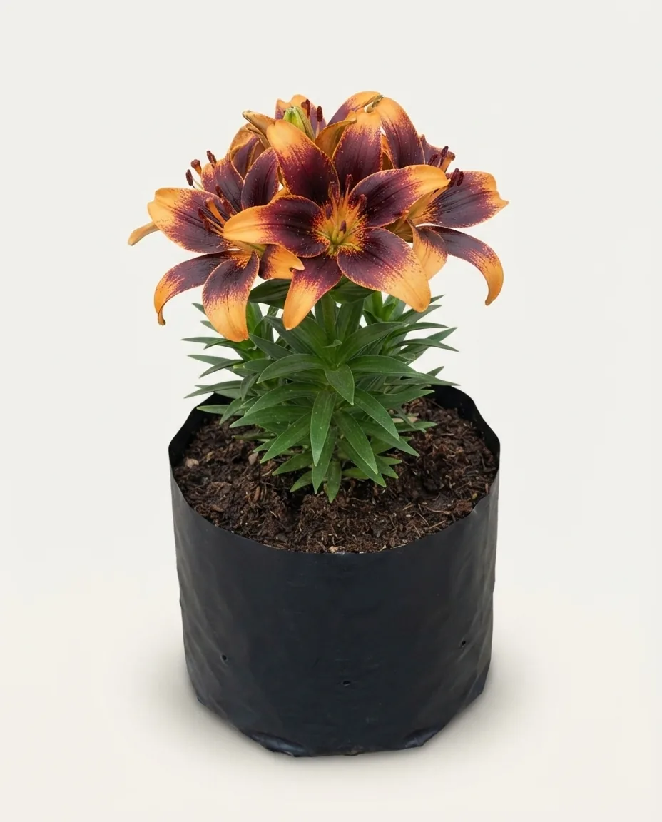 Lilium Asiatic Starlette