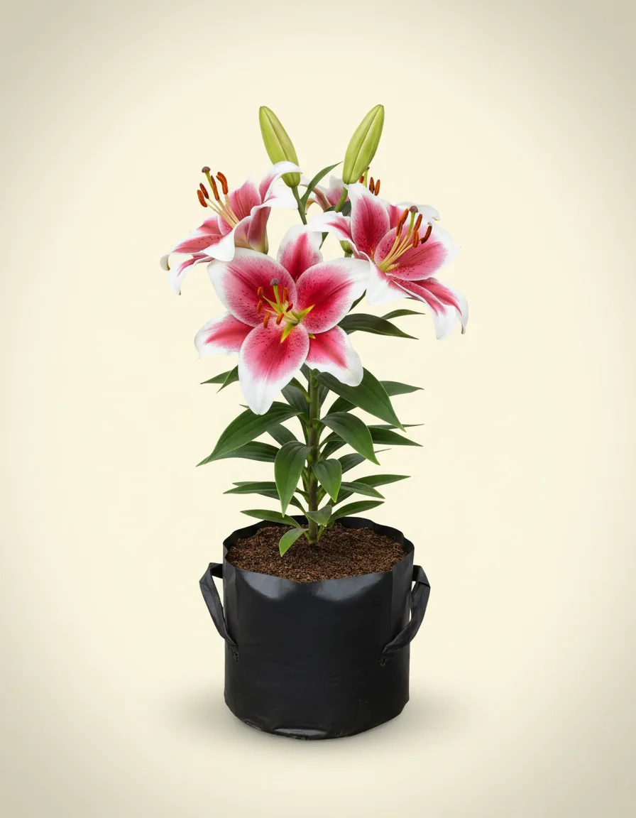 Lilium Casablanca 2